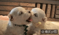 13.gif
