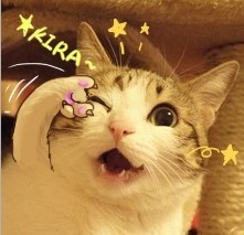 Anzu�Ųʵ��߼�����С��