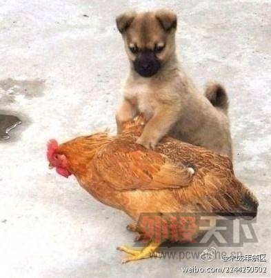 ��FILCOһ�����࣬��Ҫ��G1��ɫ�õ������