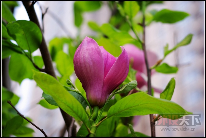 ��֧�����Ĺһ��Ͼ�ͷ���¹���̫��50 2.4