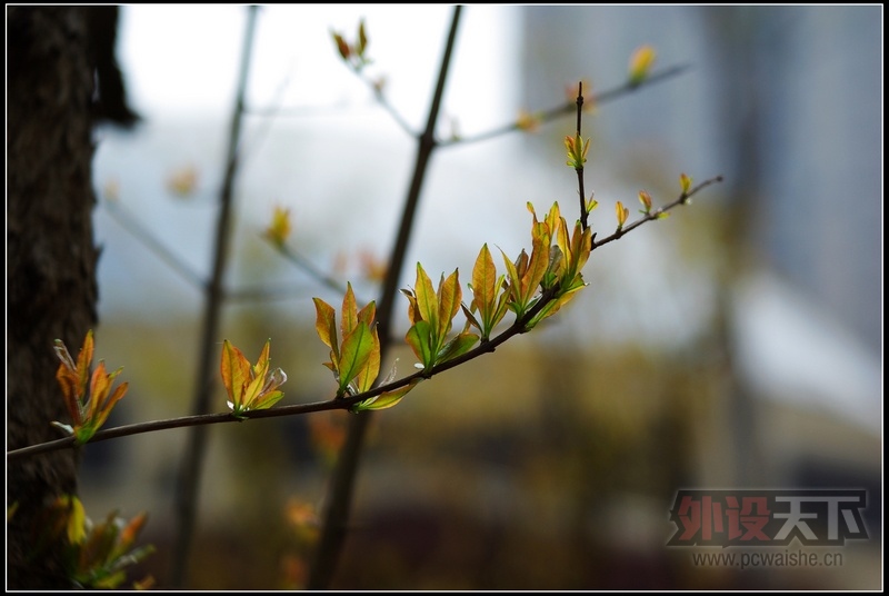 ��֧�����Ĺһ��Ͼ�ͷ���¹���̫��50 2.4