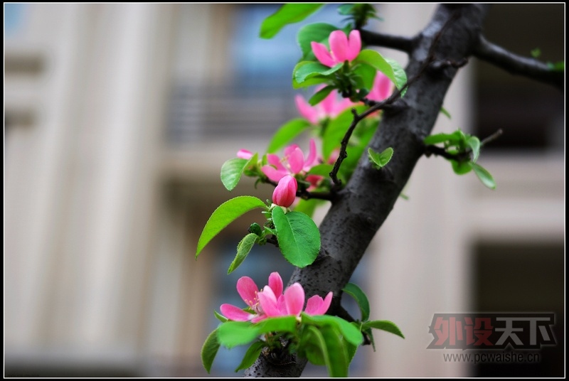 ��֧�����Ĺһ��Ͼ�ͷ���¹���̫��50 2.4