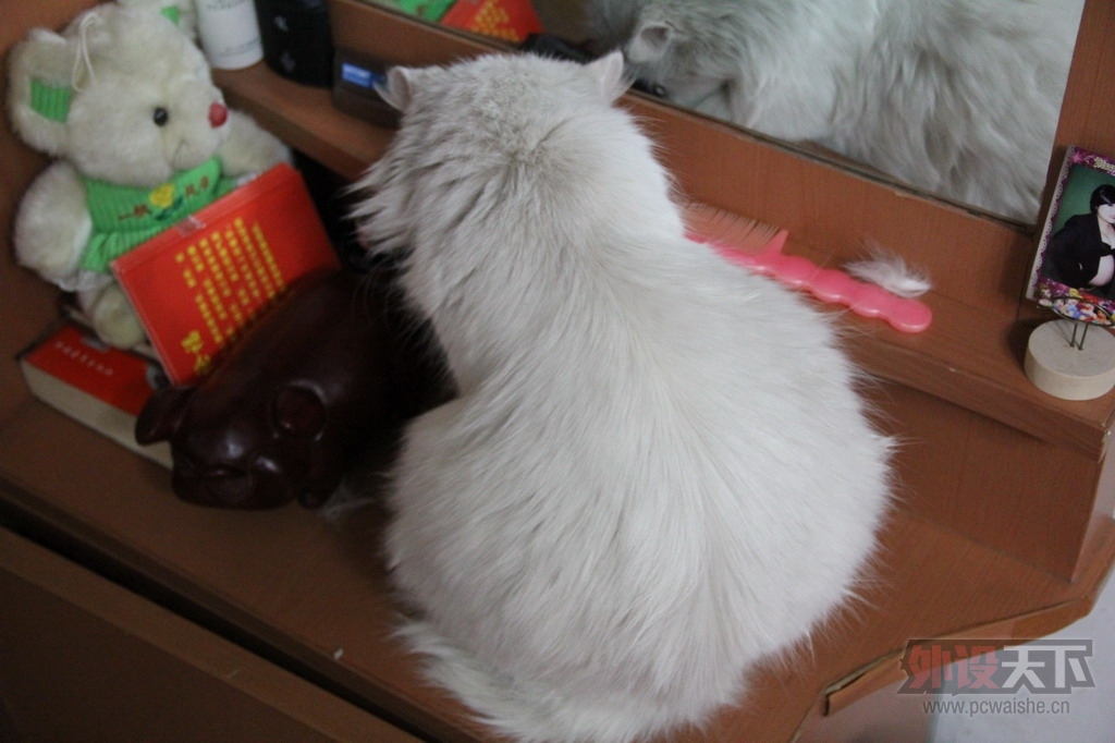 cat.jpg