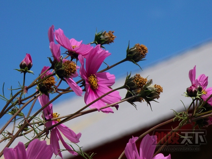 ����֮��ü - ˶���Ƴ���ϵ�б�Я����