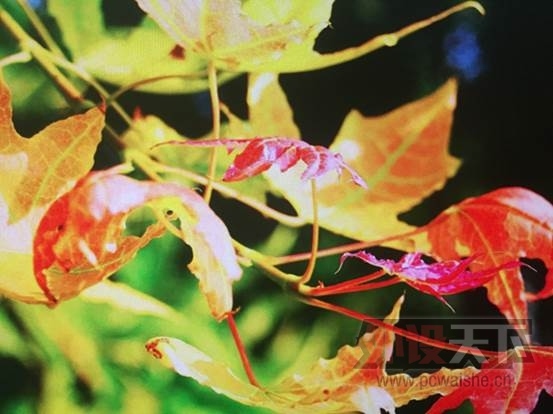 VX2475smhl⡿羺ʾ