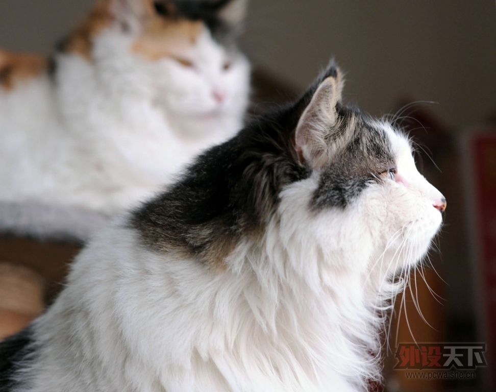 ��˿��Ǯ��NovaTouch���䡢����ñ��ͼ����