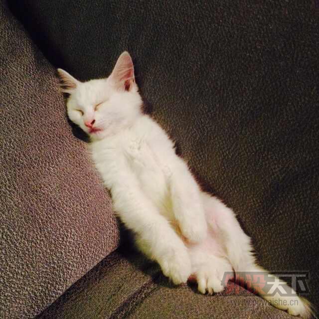 ��ʲô����SHOW����ѧ����ҵ��������