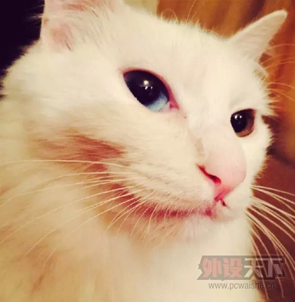 ��ʲô����SHOW����ѧ����ҵ��������
