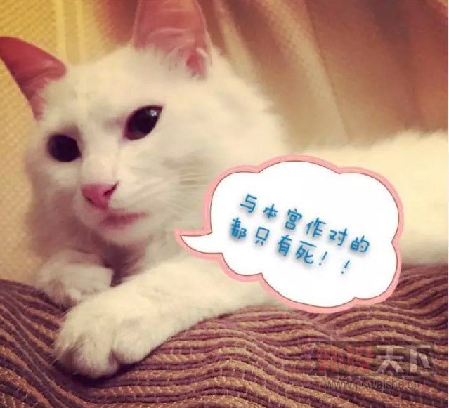 ��ʲô����SHOW����ѧ����ҵ��������