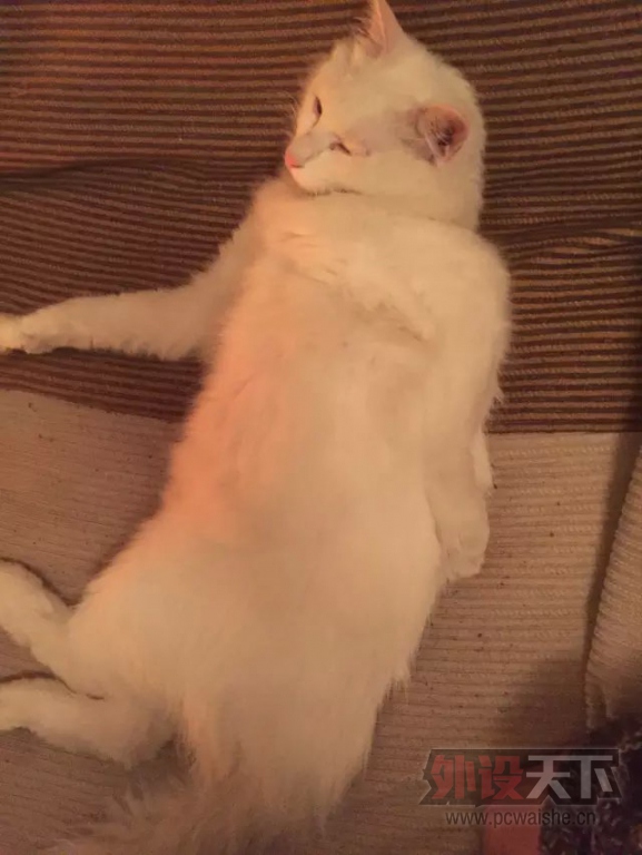 ��ʲô����SHOW����ѧ����ҵ��������