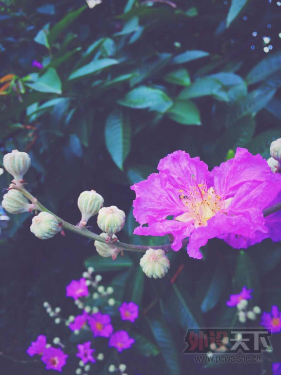 ��ʲô����show+������ɫ��