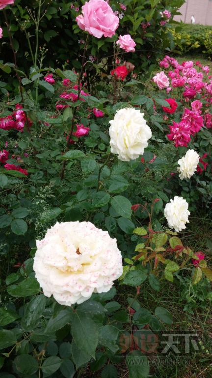 ����������ʮһ�·���Ӱ����+��ѧ����G2�ļ��š�