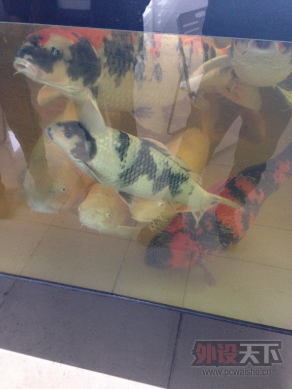 ��ʲô����show�����������ĵļ�����ͷ