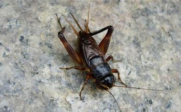 ��ƾ�黳�����ü�����?