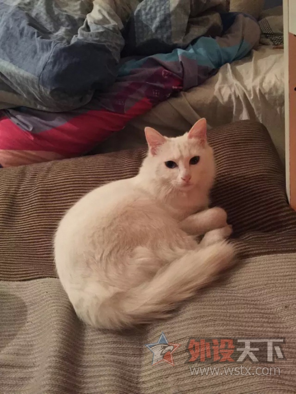 ��ɹ�ȳ�+��������߽�����gei��