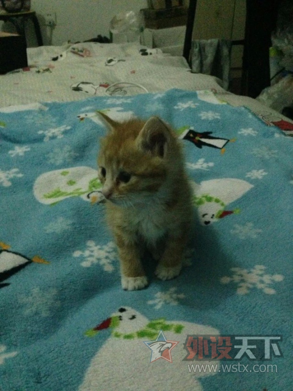 ��ɹ�ȳ衿��Ҳ������Сè���������