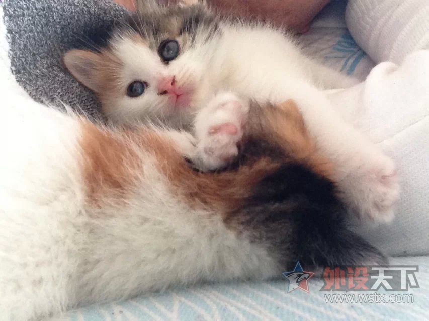 ��ɹ�ȳ衿��Ҳ������Сè���������
