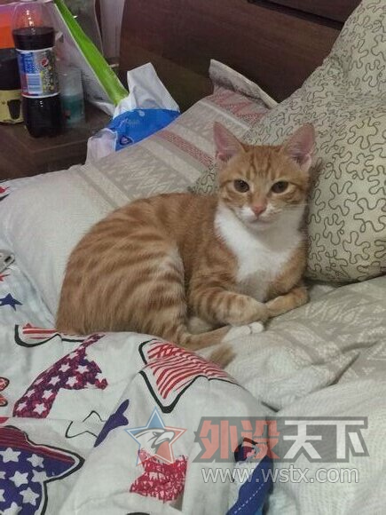 ��ɹ�ȳ衿��Ҳ������Сè���������