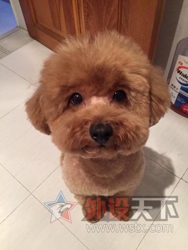 ��ɹ�ȳ衿�Ҽҵ�Q7�Ǹ��ɰ���������