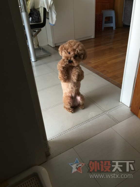 ��ɹ�ȳ衿�Ҽҵ�Q7�Ǹ��ɰ���������