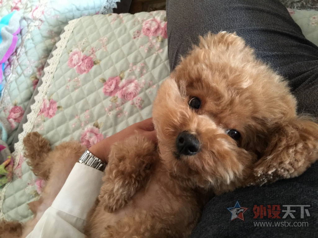 ��ɹ�ȳ衿�Ҽҵ�Q7�Ǹ��ɰ���������