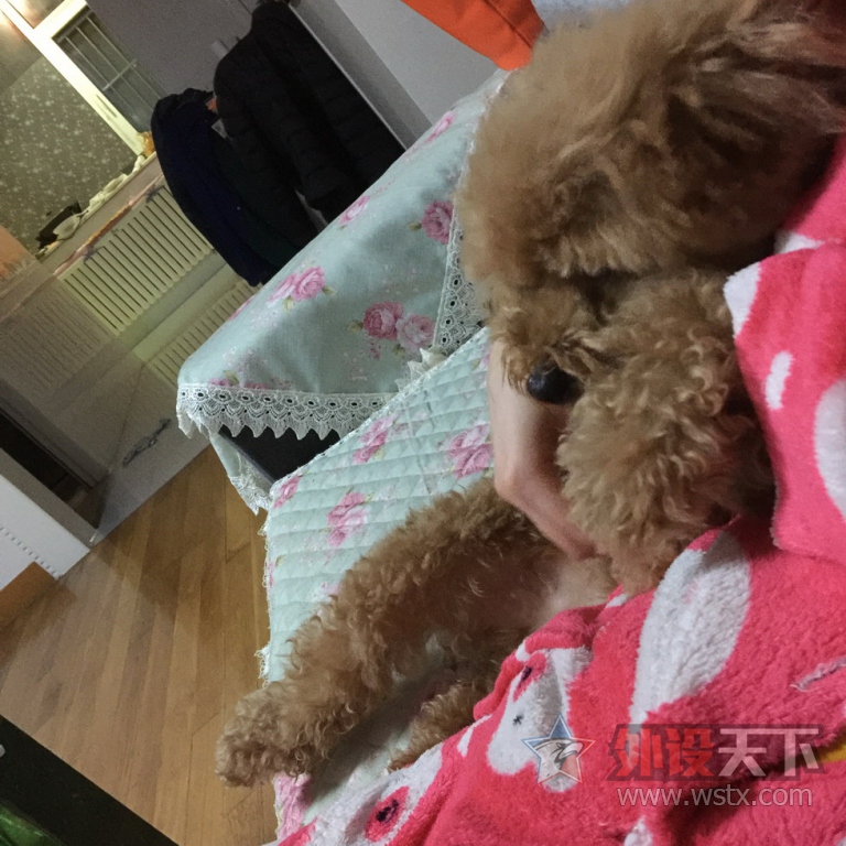 ��ɹ�ȳ衿�Ҽҵ�Q7�Ǹ��ɰ���������