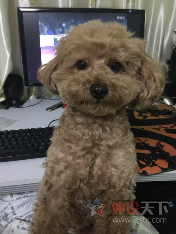 ��ɹ�ȳ衿�Ҽҵ�Q7�Ǹ��ɰ���������