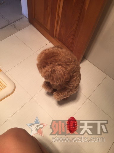 ��ɹ�ȳ衿�Ҽҵ�Q7�Ǹ��ɰ���������