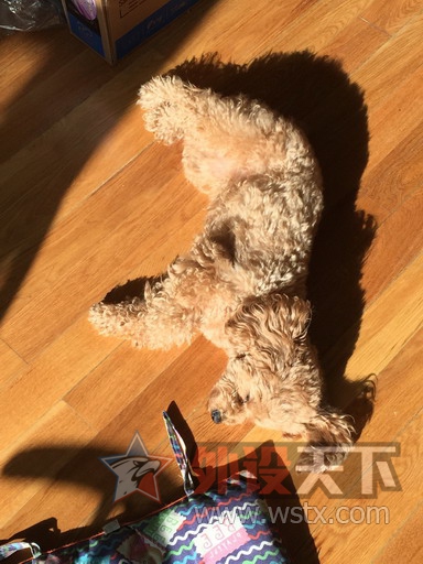 ��ɹ�ȳ衿�Ҽҵ�Q7�Ǹ��ɰ���������