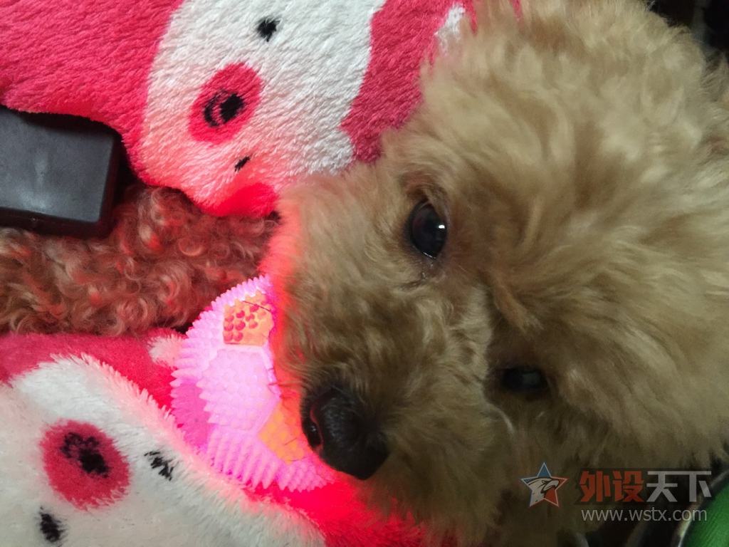 ��ɹ�ȳ衿�Ҽҵ�Q7�Ǹ��ɰ���������
