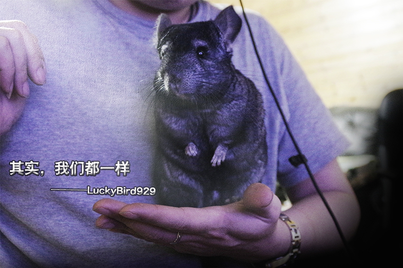 ������ר�á���Ҫ�����~~ ��ʵ�����Ƕ�һ��--------LuckyBird929