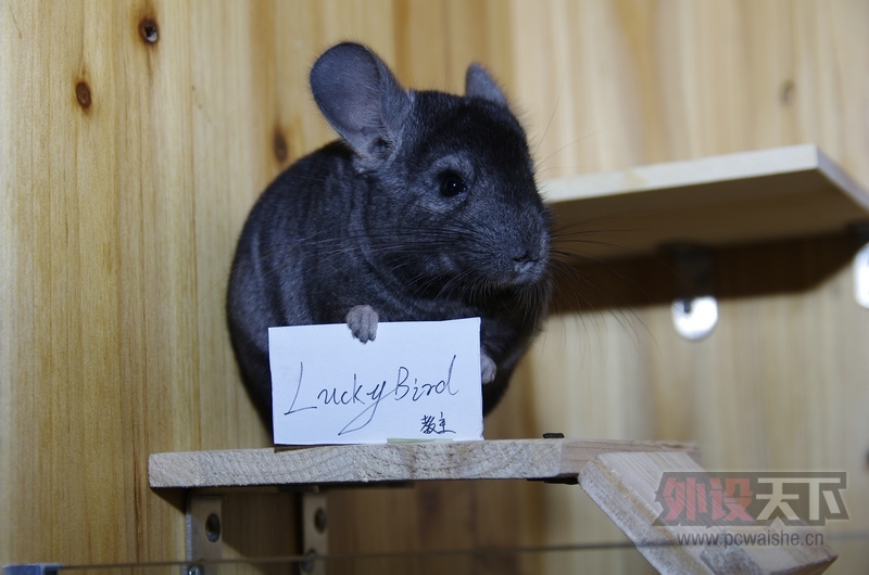 ������ר�á���Ҫ�����~~ ��ʵ�����Ƕ�һ��--------LuckyBird929