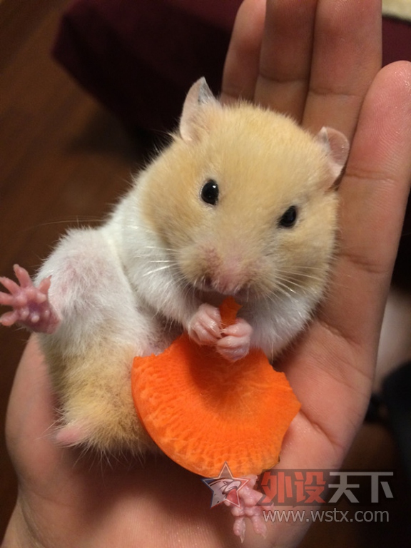 ɹ�ȳ�+�ո�����һ���µ�����  ���������è���߿�