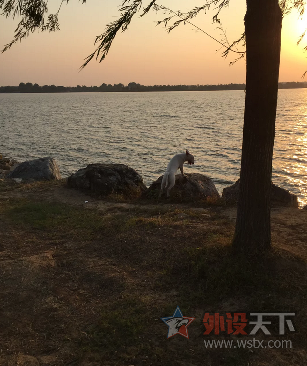 ������ЩС���桿 ���� �� ţͷ���ӵ���