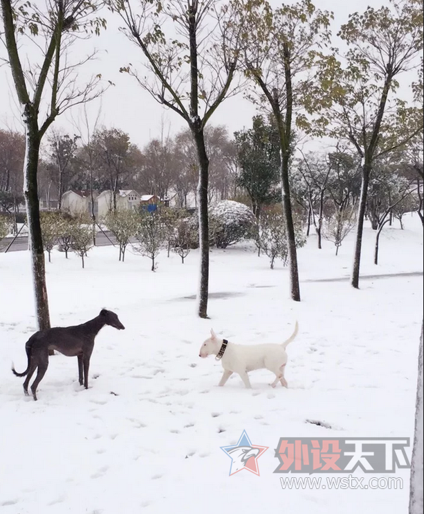 ������ЩС���桿 ���� �� ţͷ���ӵ���
