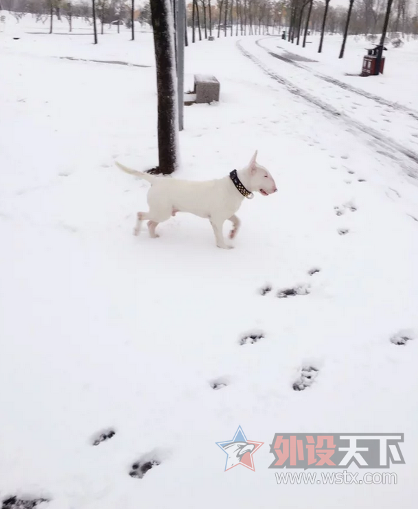 ������ЩС���桿 ���� �� ţͷ���ӵ���
