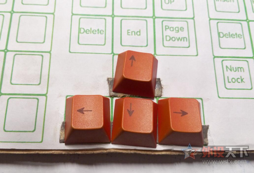 ���������峤�Ľ�Ⱦ��ñ ԭ���߶�