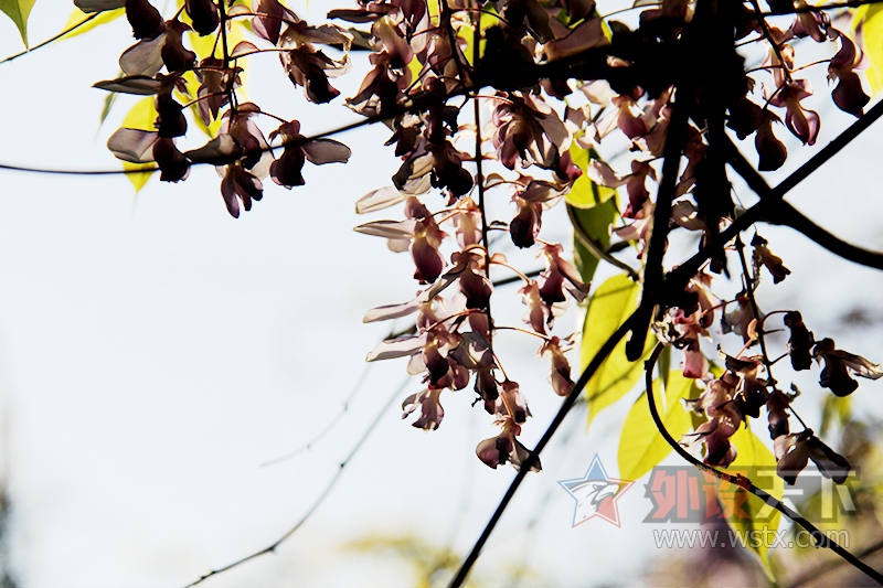 �����߱�����ݡ�RK PRO 104 RGB��е���̸��˸���