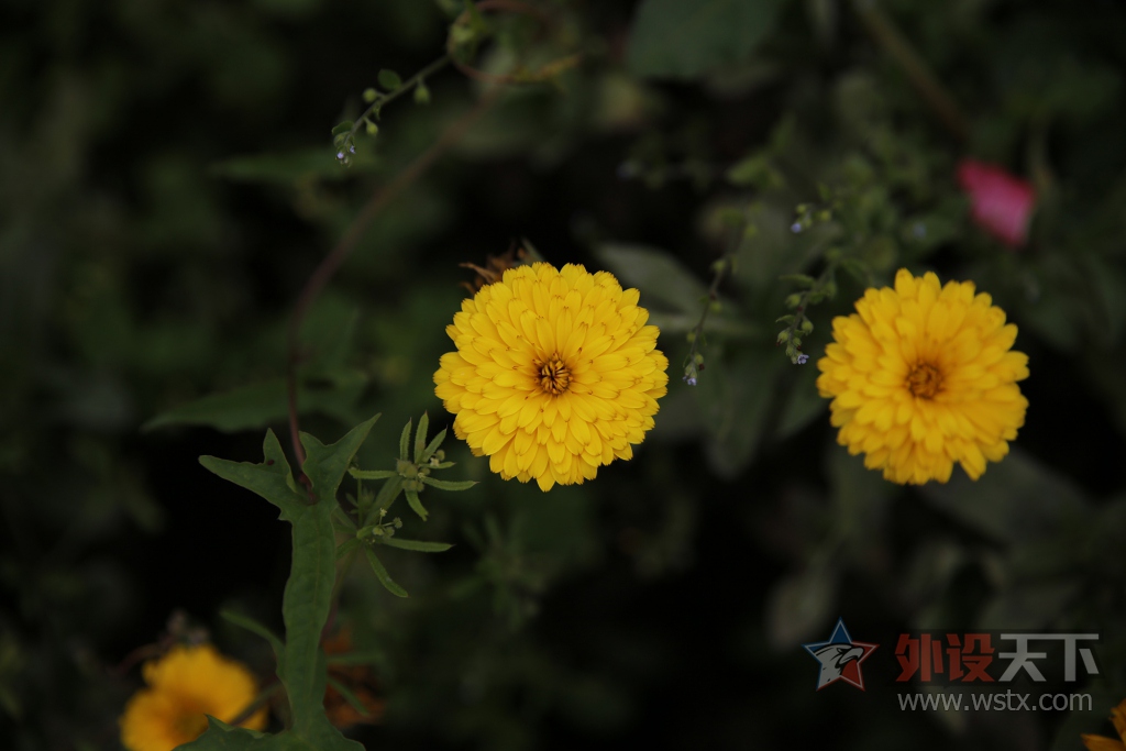 ����һ�μ�+��޹ɽ��͵�����˼ҵ����