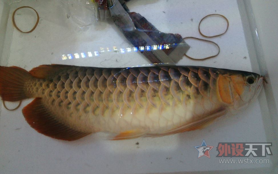 ����TT������ô�����أ�