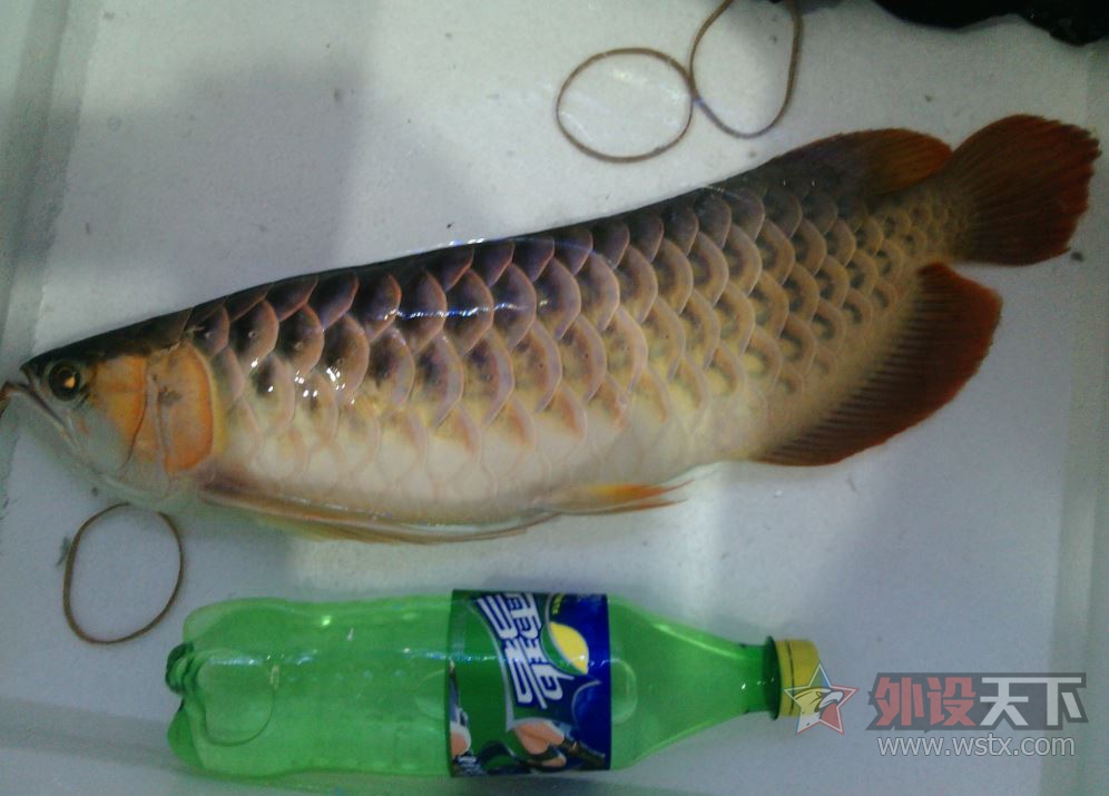 ����TT������ô�����أ�