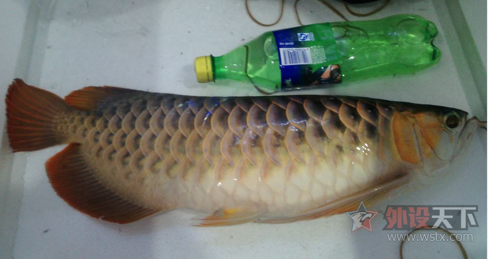 ����TT������ô�����أ�