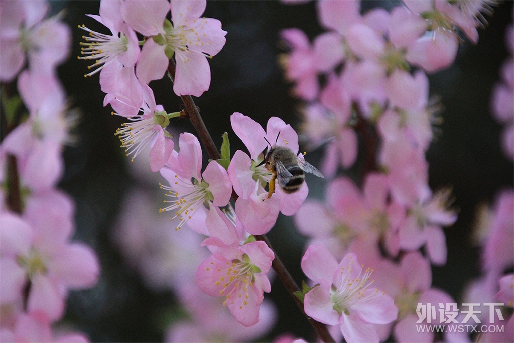 ���̣���ǿ�̣�NO���ǲ�ľ�̣����²���FC750R�����޶����е��������