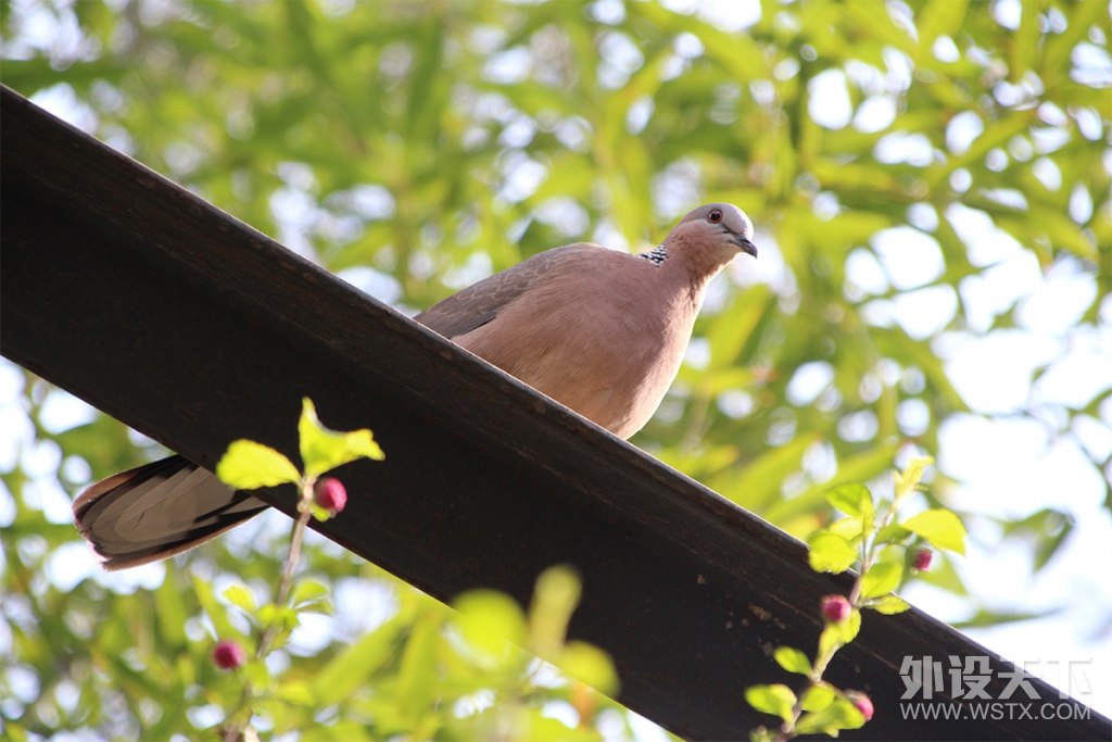 ���̣���ǿ�̣�NO���ǲ�ľ�̣����²���FC750R�����޶����е��������