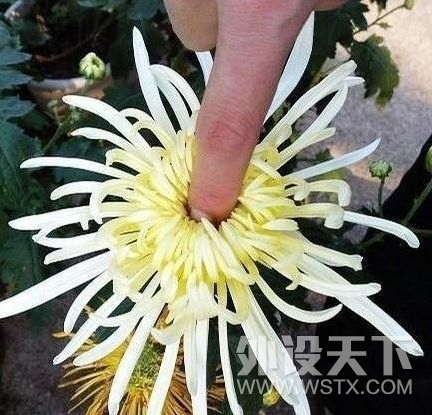 Filco104USB�����޳��ս᣿����ת�ӿڵ�104��ģUSBȫ�޳�����������