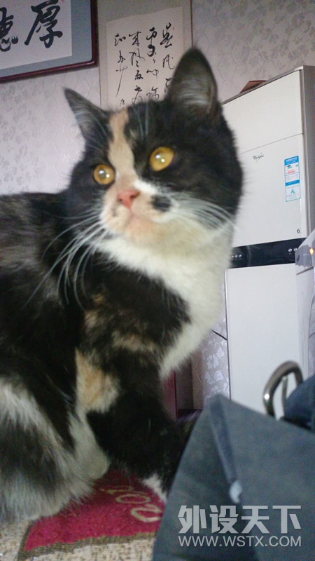 ���´���������¼�����μ�Ӯ������������