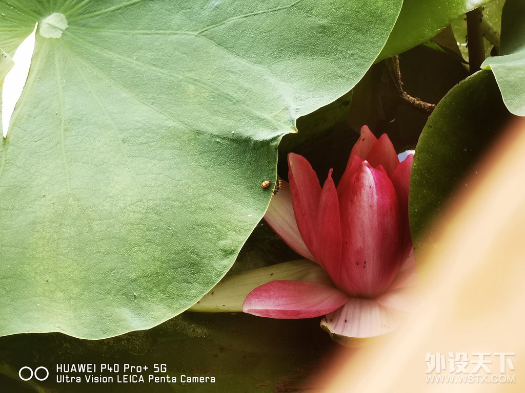 ��ΪP40 Pro+���������ܹ��޴�����Ӱ��������