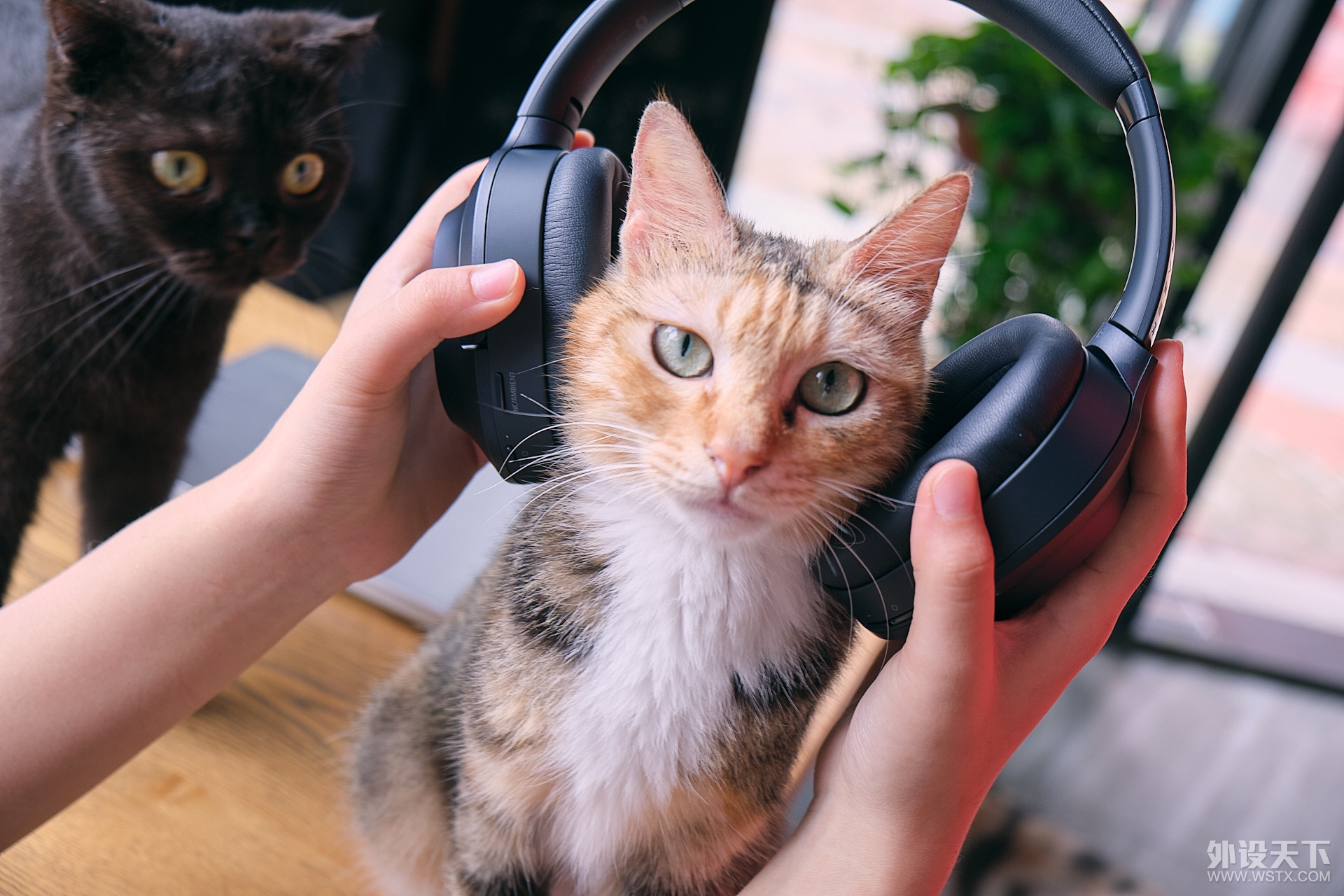 ߡ߶Razer Opus