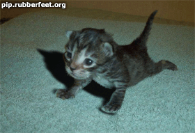 122.gif