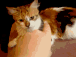 121.gif
